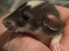 Beautiful dumbo balds and fancy rats ready for new homes