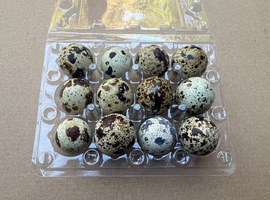 Quails eggs