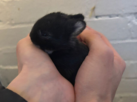Pure Netherland Dwarf Bunnies