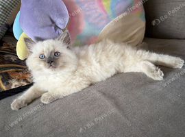 2 male ragdoll kittens left.