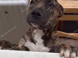 Presa canario