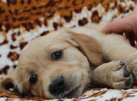 Litter of Golden Retriver puppies