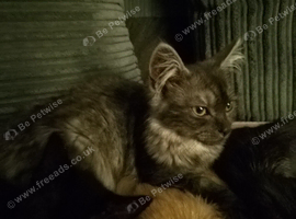 Maine coon female 5 months old