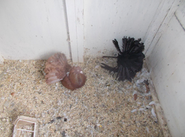 INDIEN FANTALL FOR SALE..