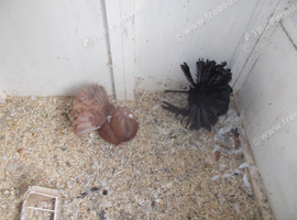 RABBITS FOR SALE..