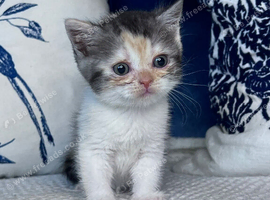 Beautiful British shorthair kittens