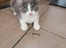 Kitens