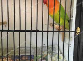 WANTED creamino,fallow,aqua opalines.