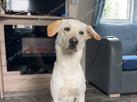 Loving lab x German shepherd looking for forever home