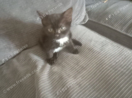Black and white kitten