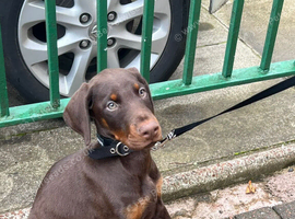 European Dobermann Male Brown & Tan