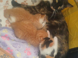 ️Beautiful kittens ready soon ️