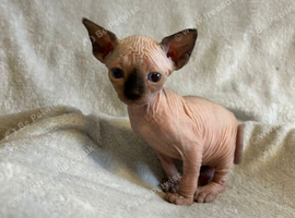 Male Sphynx