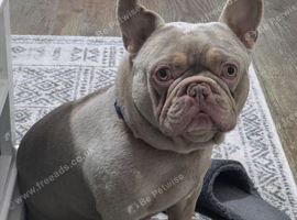 Lilac frenchie