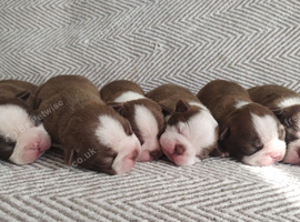 Gorgeous KC reg Boston terrier pups