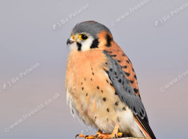 American Kestrel