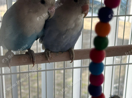 Hi for sale my lovely lovebirds pair very healthy and active