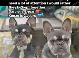 Sale french bulldog