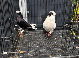 Pigeons for sale