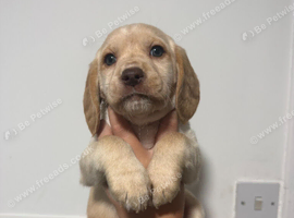 Stunning Cockerdor Puppies - 1 Male & 3 Females