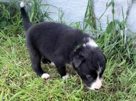 Border Collie puppies for sale