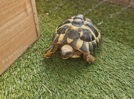 Hermann tortoise and full set up