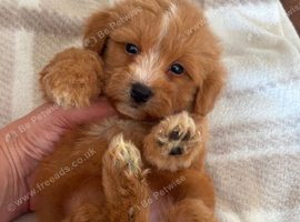 Maltipoo puppies small toy Maltese x toy poodle red apricot dog puppy
