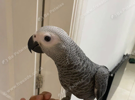 Baby African Grey Parrot - A Clever Little Feathered Friend!