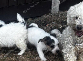 Beautiful bichion X Jack russle pups