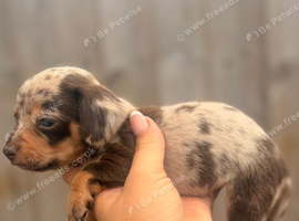 31/07/26 Beautiful litter of chocolate dapple miniature dachshund x chihuahua chiweenies (Merle)