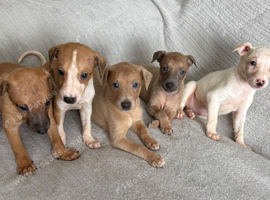 Gorgeous whippet puppies
