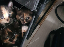 Litter of kittens