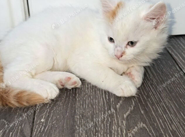 2 kitten available