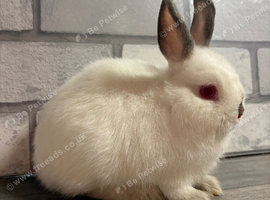 Netherland Dwarf Baby Boy