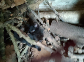 Beautiful, friendly, pkayful little boy kittens