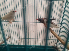 Zebra Finches for sale