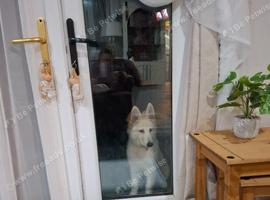 White German shepherd puppy