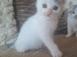 Male kitten