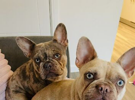 French Bulldog Sisters Looking for a Loving Home