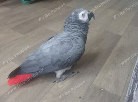 Congo african grey