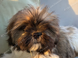 Stunning Shihtz
