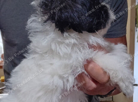 Tiniest Jackapooshih only 1 boy & 1 girl left