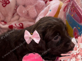 Female cocker spaniel puppy
