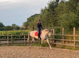 16hh 9yr old Allrounder