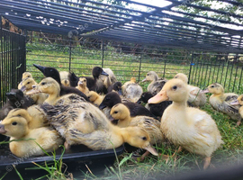 Ducklings Miniature appleyard