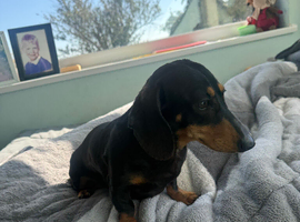 Lovely 3yr dachshund