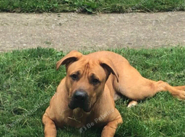 Boerbell x German shepherd