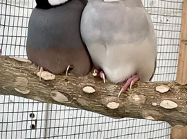 Java sparrows for new aviary home