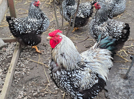 Silverlaced wyandotte hatching eggs