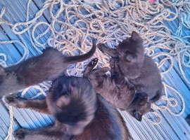 Litter of 4 black short hair kittens